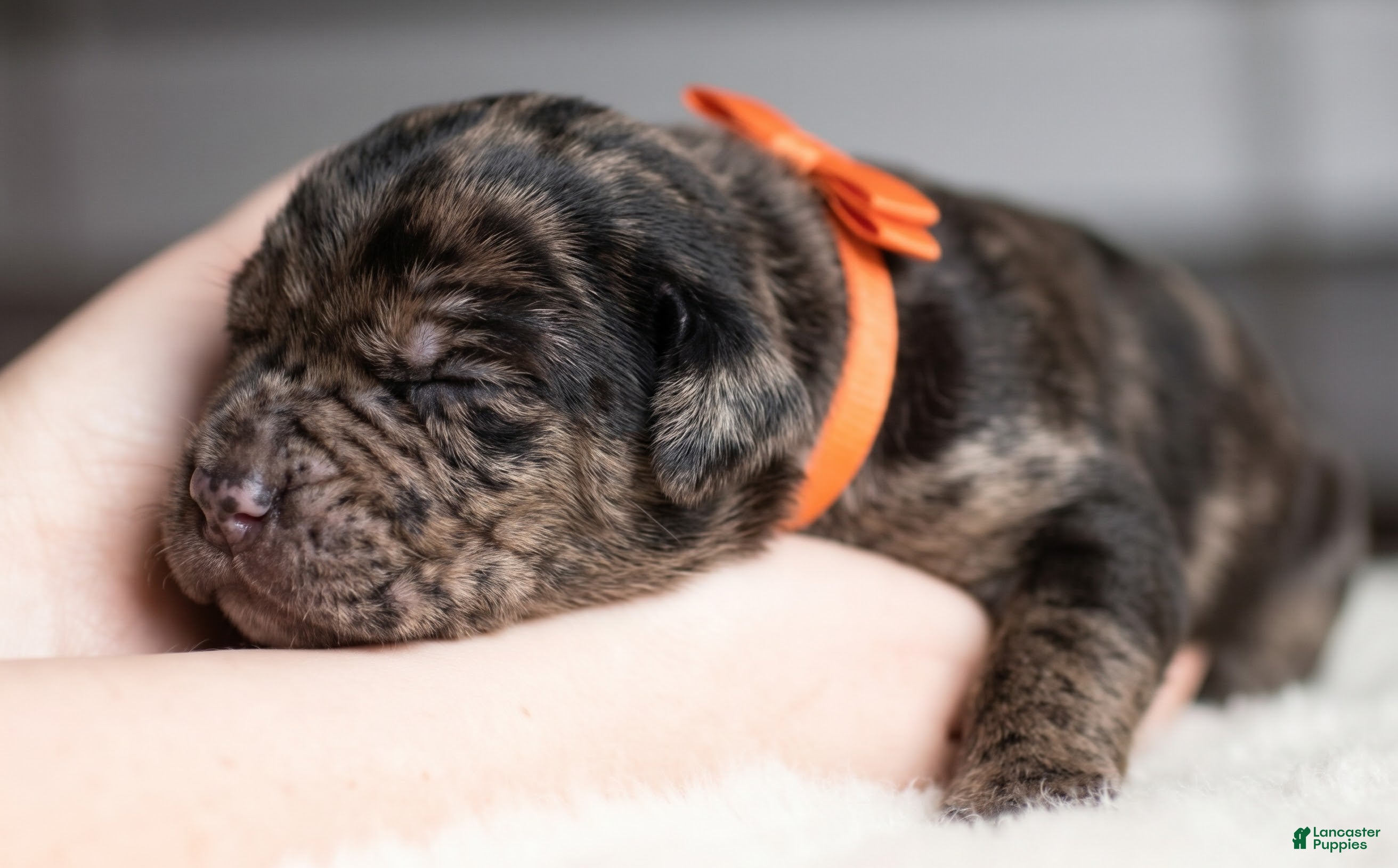 Cane Corso dogs Candy Coated Snickers: North American Mastiff  - Ad 2