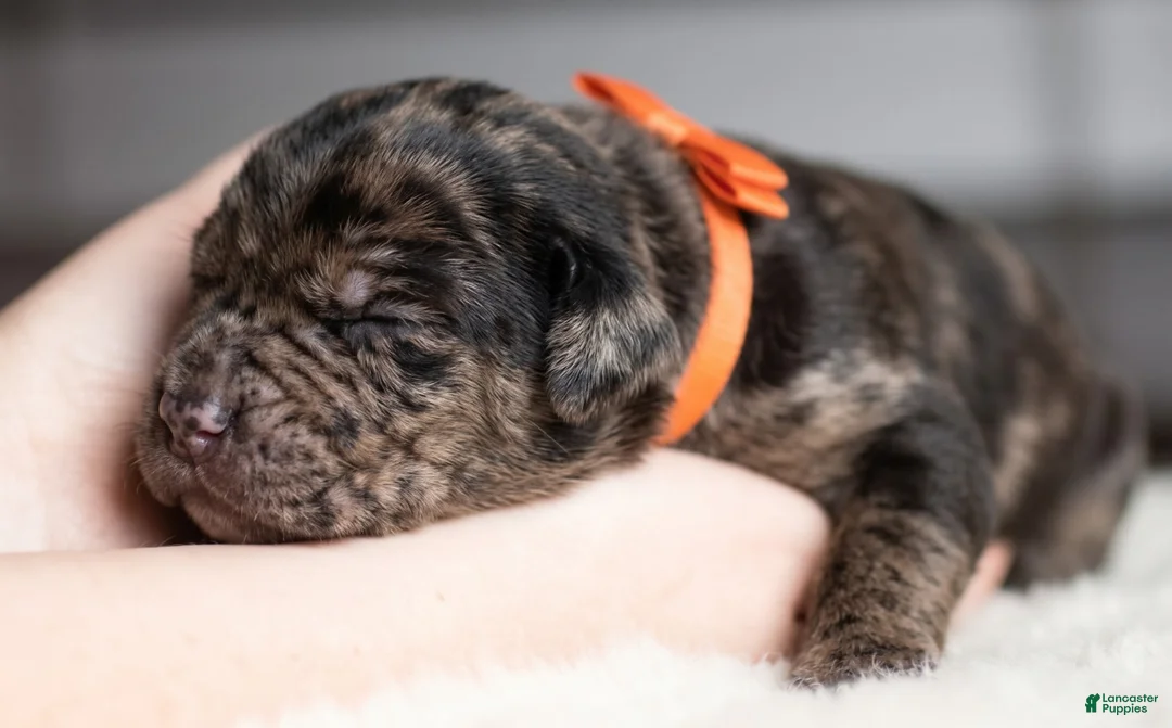 Cane Corso dogs for sale: Candy Coated Snickers: North American Mastiff  - Ad 2