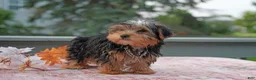 Yorkshire Terrier dogs for sale: Winston - Ad 5