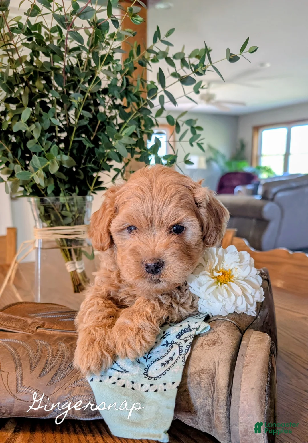 Cavapoo dogs for sale: Gingersnap  - Ad 2