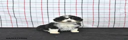 Mini Aussiedoodle dogs for sale: Willow  EXRTA SMALL - Ad 4
