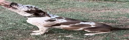 Catahoula Leopard Dog dogs for sale: Catahoula Leopard Dog Puppy 5 - Ad 2