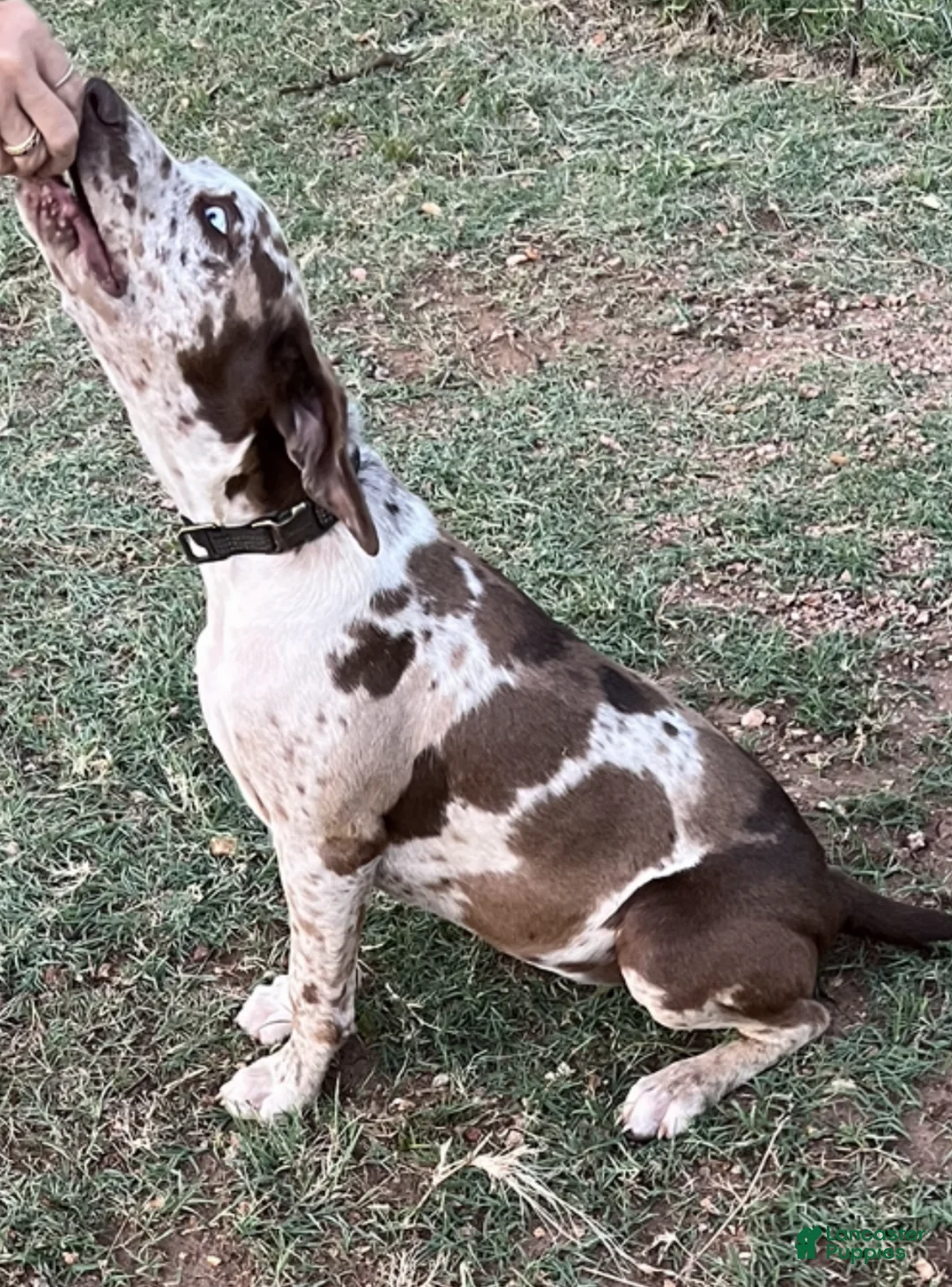 Catahoula Leopard Dog dogs for sale: Catahoula Leopard Dog Puppy 5 - Ad 2