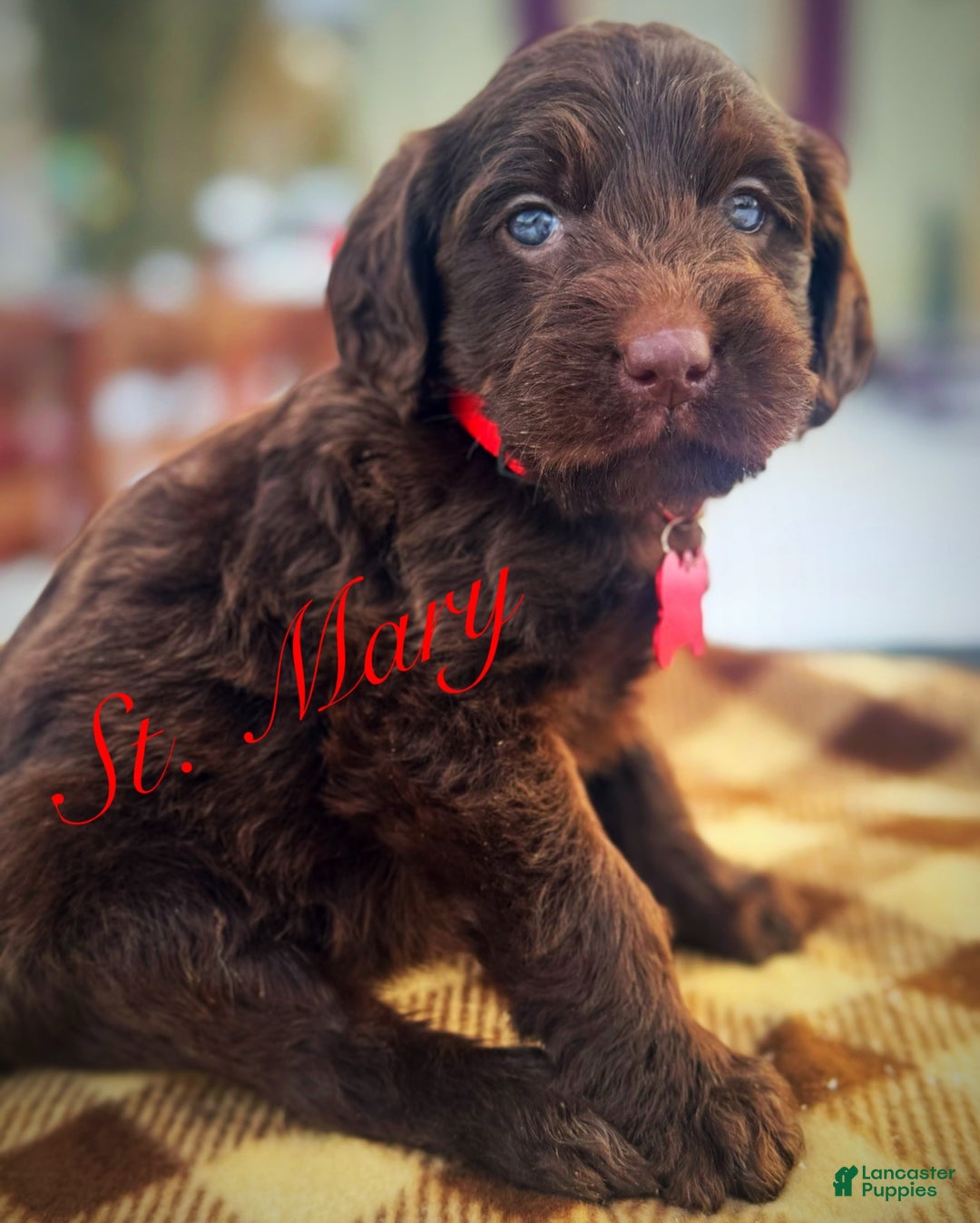 Labradoodle dogs for sale: Labradoodle Puppy 1 - Ad 9