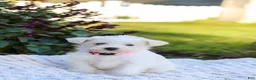 Mixed Breed dogs for sale: Powderpuff - Ad 9