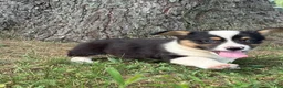 Welsh Corgi Pembroke dogs for sale: Welsh Corgi Pembroke 1 - Ad 6