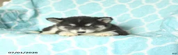 Pomsky dogs for sale: Havana - Ad 5
