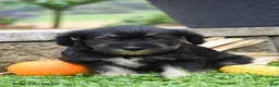 Miniature Schnauzer dogs for sale: Diamond - Ad 1