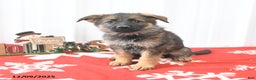 German Shepherd dogs for sale: Lassie - Ad 3