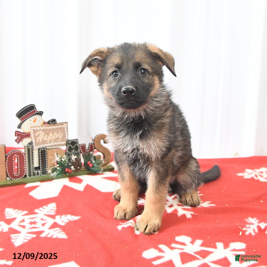 German Shepherd dogs for sale: Lassie - Ad 3
