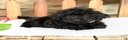 Havapoo dogs for sale: Peatrie - Ad 5