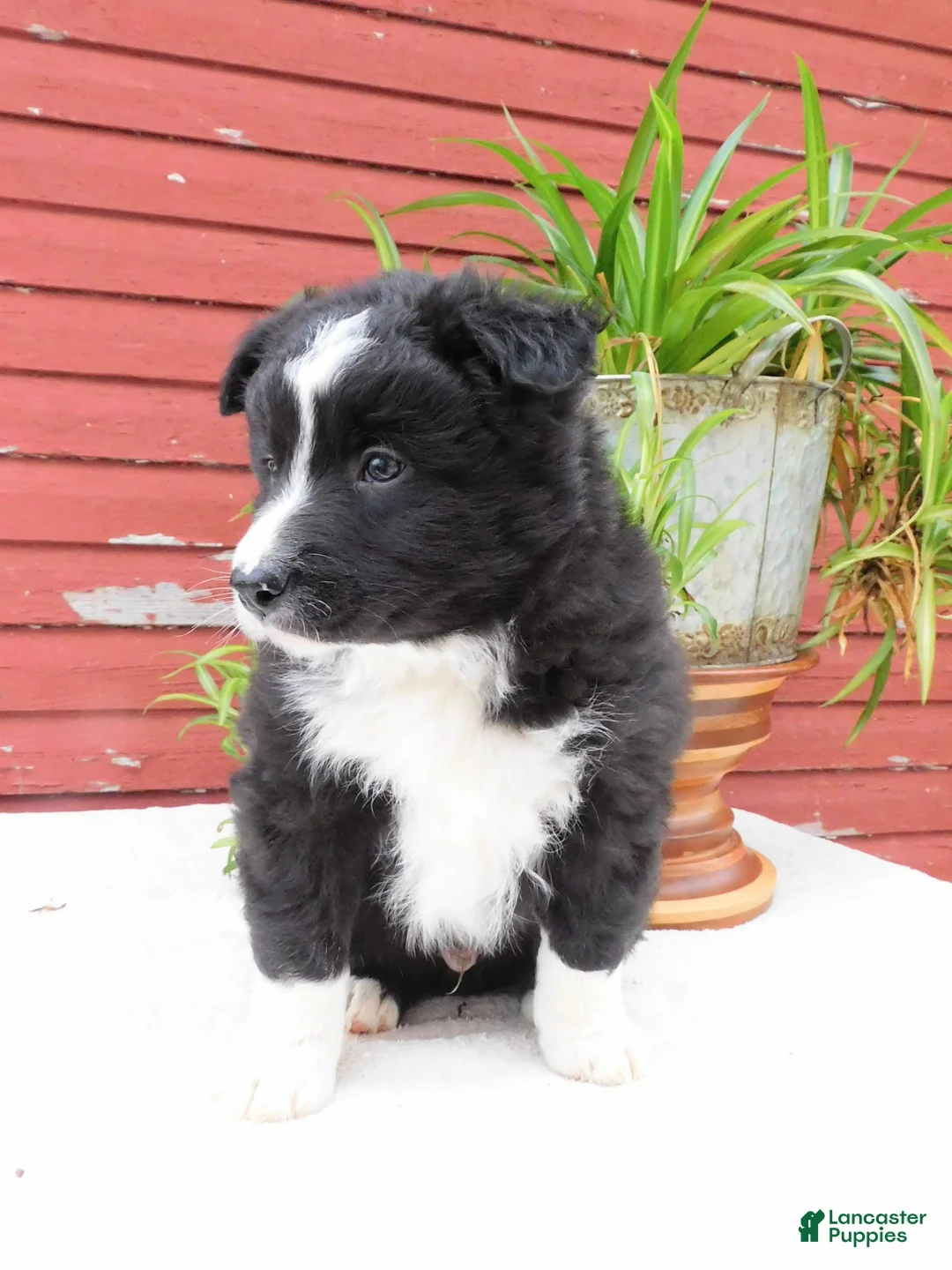 Border Collie dogs for sale: Togo - Ad 5