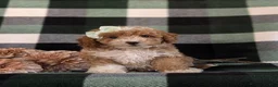 Bichpoo dogs for sale: Ashlee - Ad 3