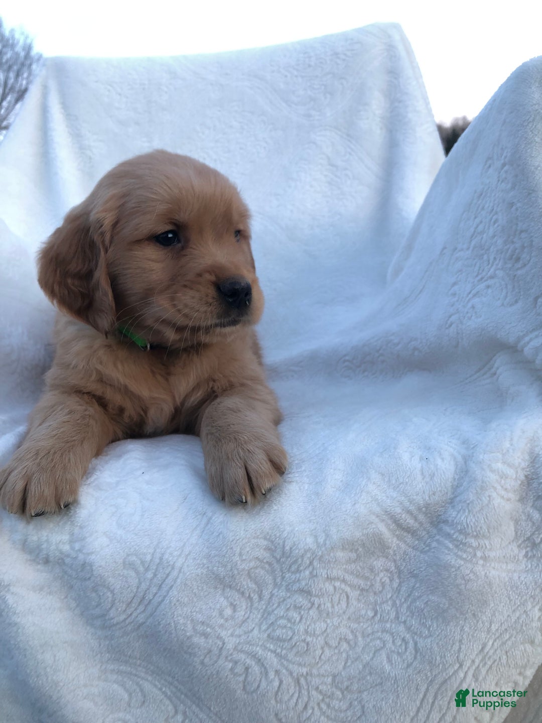 Golden Retriever dogs for sale: Romeo - Ad 4