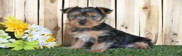 Yorkshire Terrier dogs for sale: Denny - Ad 3
