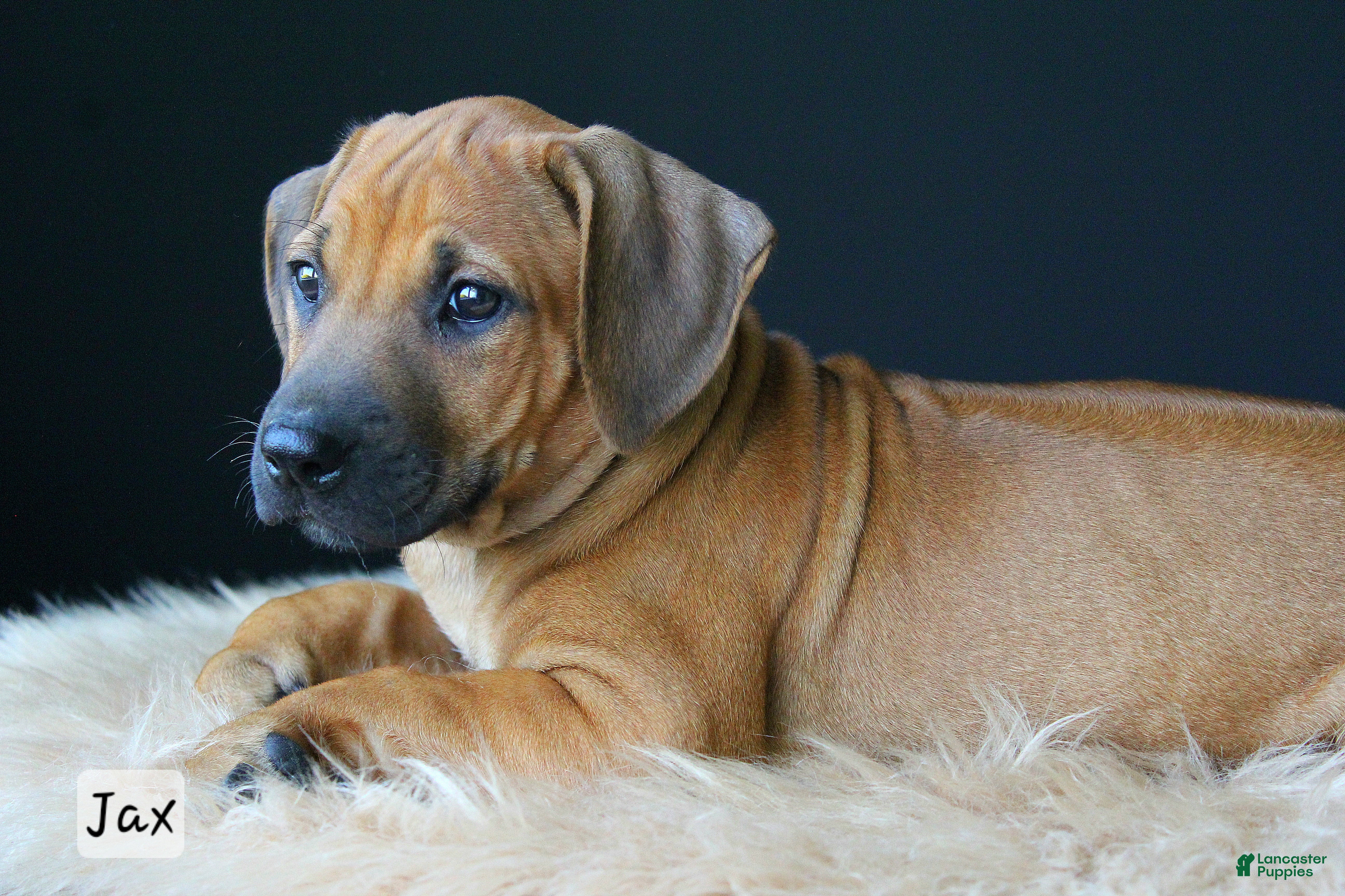 Rhodesian Ridgeback dogs Jax - Ad 1