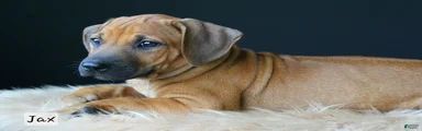 Jax