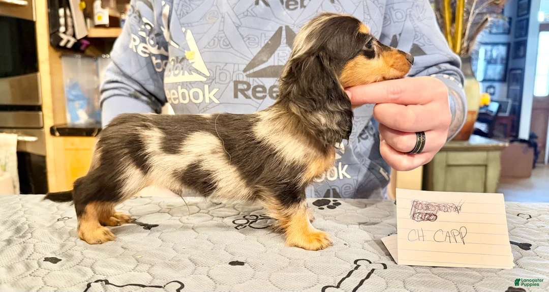 Miniature Dachshund dogs for sale: Ch Cappuccino AKC boy - Ad 1