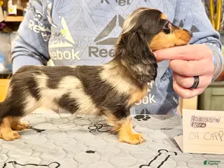 Miniature Dachshund dogs Ch Cappuccino AKC boy - Ad 4