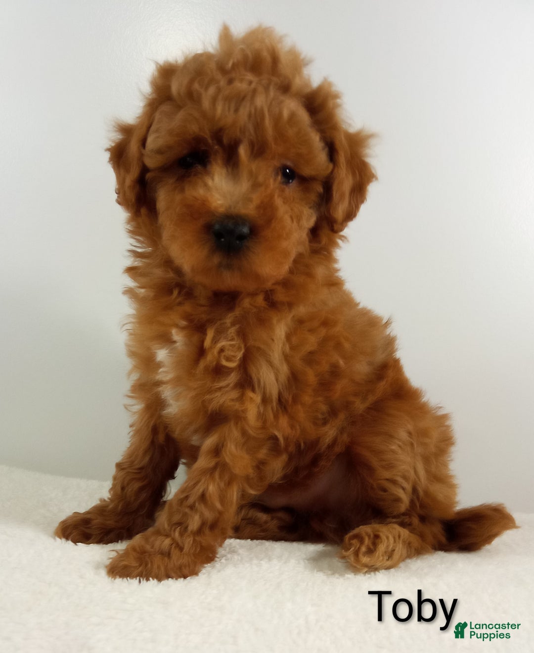 Toy Poodle dogs for sale: Toby -AKC  - Ad 7