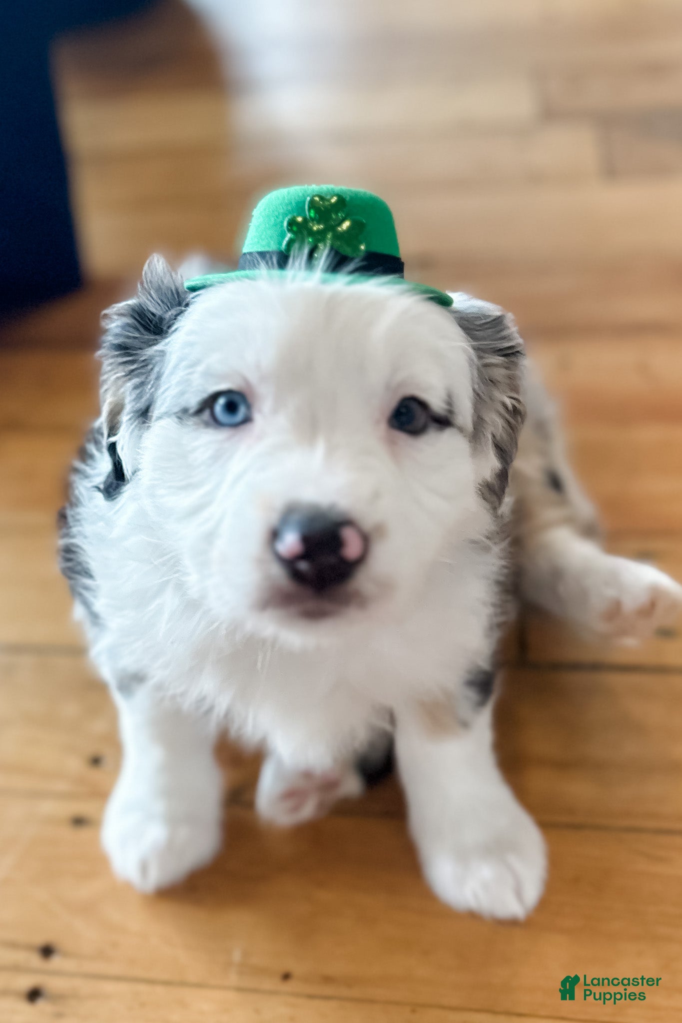 Mixed Breed dogs Pancakes - Ad 2