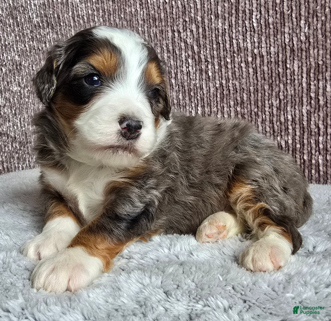 Mini Bernedoodle dogs for sale: Mini Alfie - Ad 7