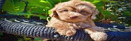 Havapoo dogs for sale: Porsha - Ad 3