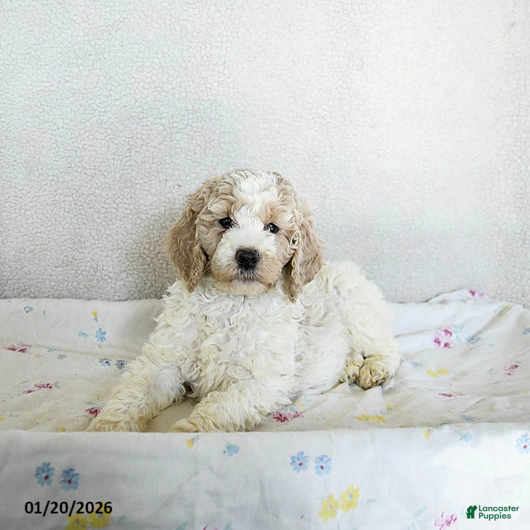 Standard Poodle dogs for sale: Maggie - Ad 3