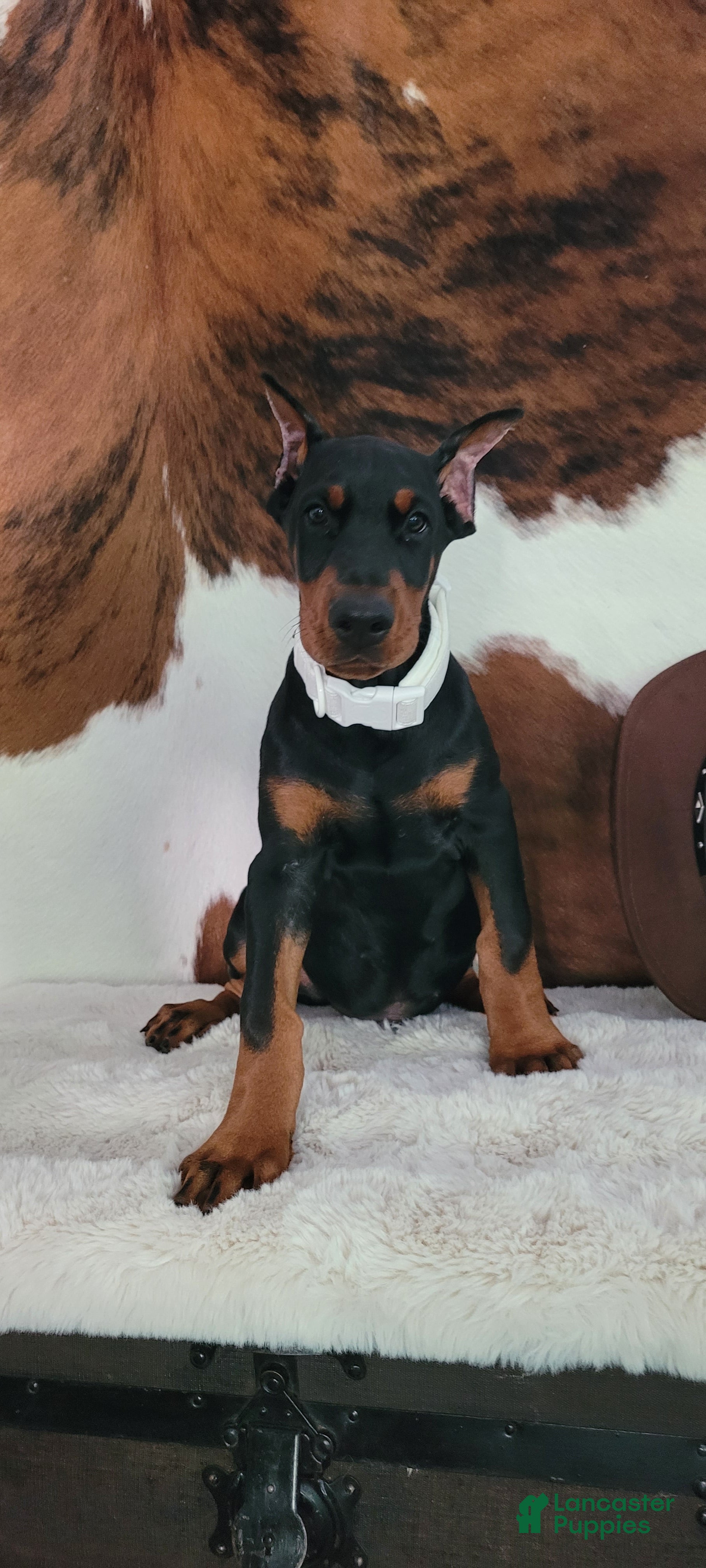 Doberman Pinscher dogs LEDGER  - Ad 27