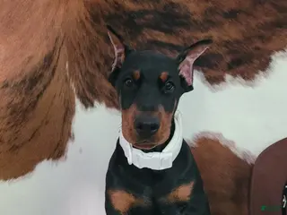 Doberman Pinscher dogs LEDGER - Ad 18