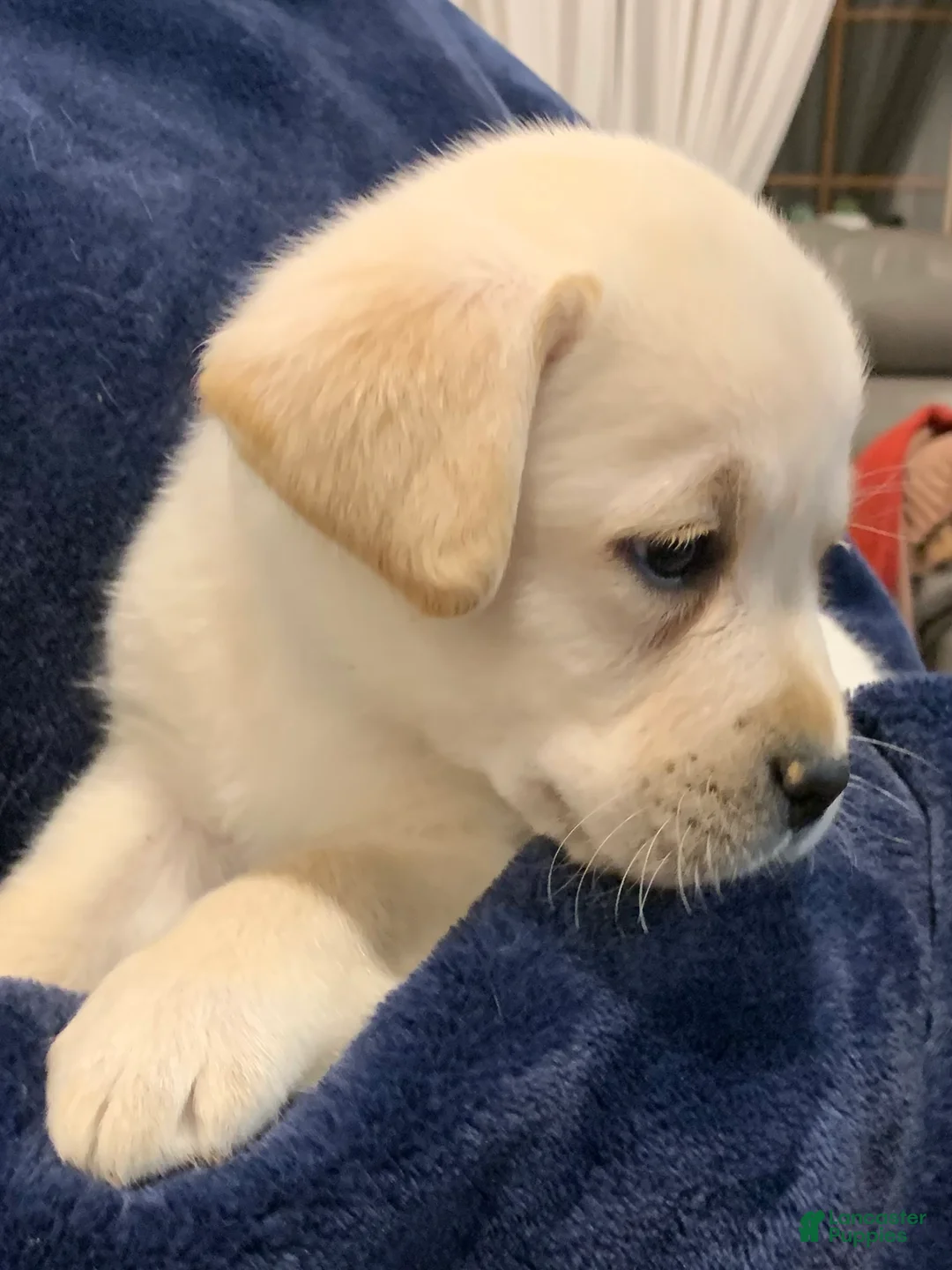 Labrador Retriever dogs for sale: Antler - Ad 2