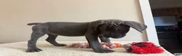 Cane Corso dogs for sale: Thor  - Ad 10
