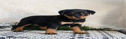 Rottweiler dogs for sale: Graham - Ad 5
