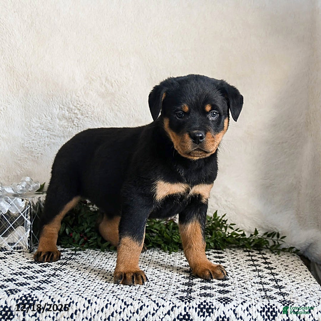 Rottweiler dogs for sale: Graham - Ad 5