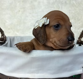 Miniature Dachshund dogs Maple - Ad 21