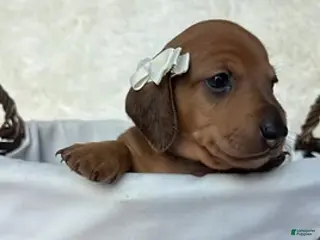 Miniature Dachshund dogs Maple - Ad 21
