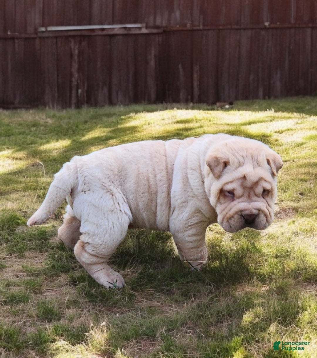 Shar Pei dogs for sale: Flurries mini  - Ad 5