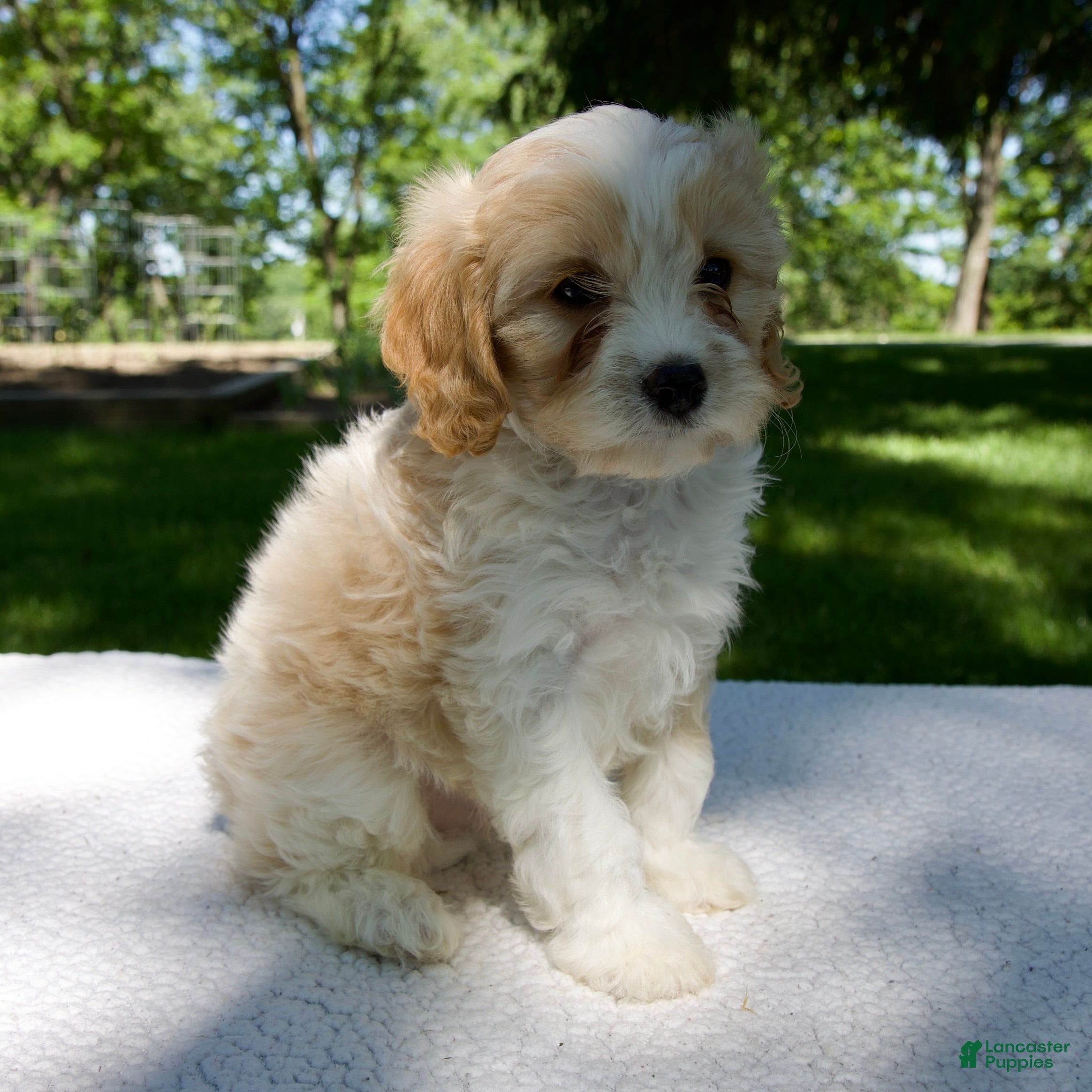 Cavapoo dogs for sale: Eliot - Ad 2
