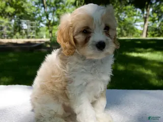 9 Week Cavapoo Cavapoo Puppies for sale under $500 | Lancaster Puppies