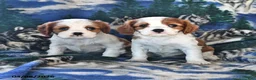 Cavalier King Charles Spaniel dogs for sale: Grace - Ad 3