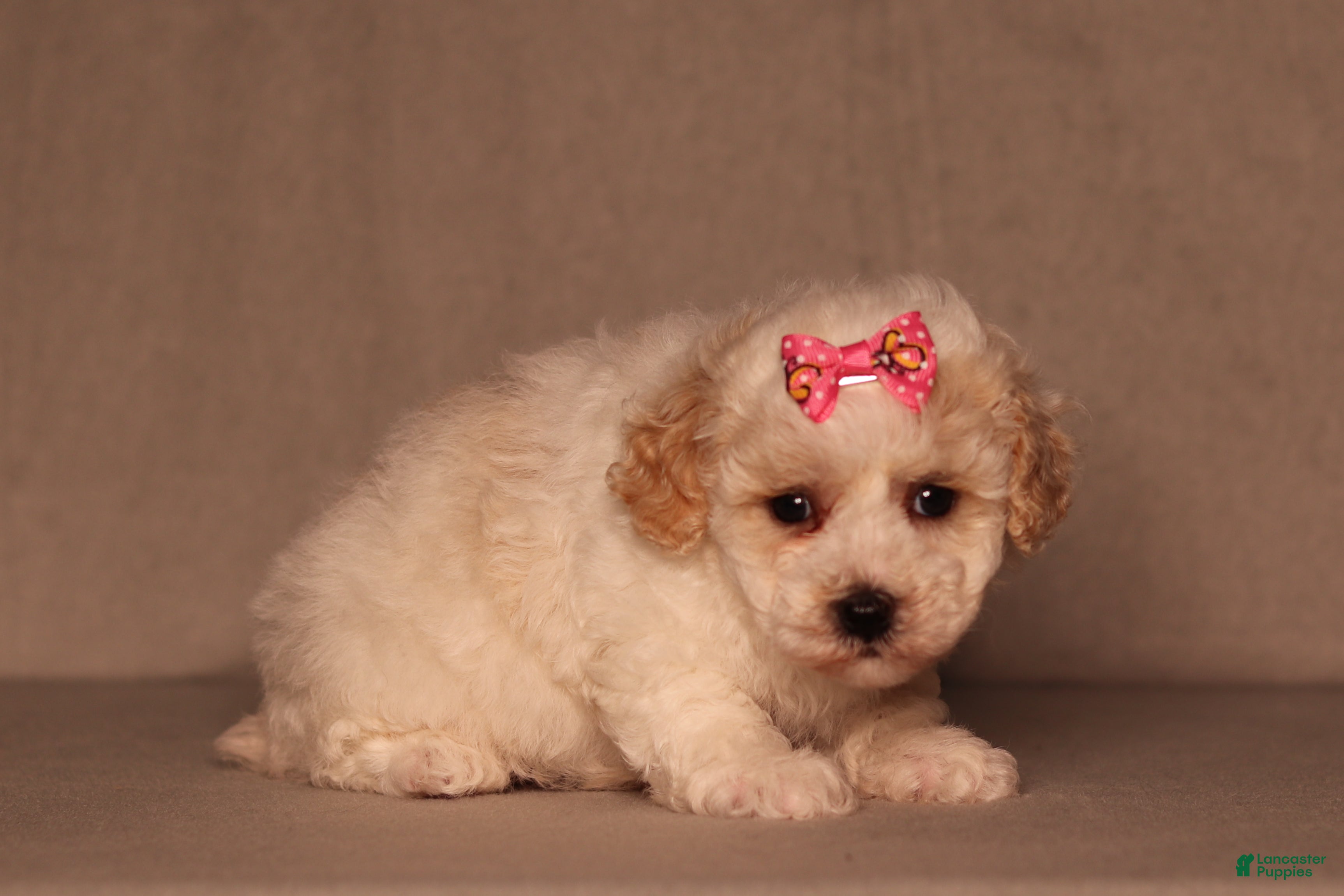 Miniature Poodle dogs Dove - Ad 1