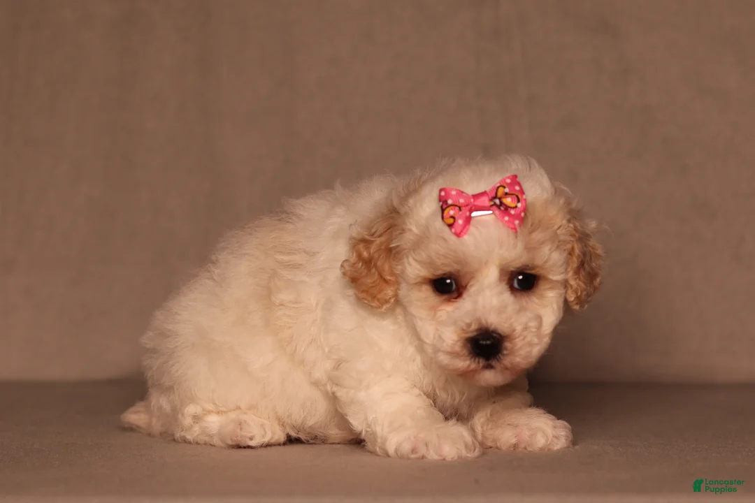 Miniature Poodle dogs for sale: Dove - Ad 1