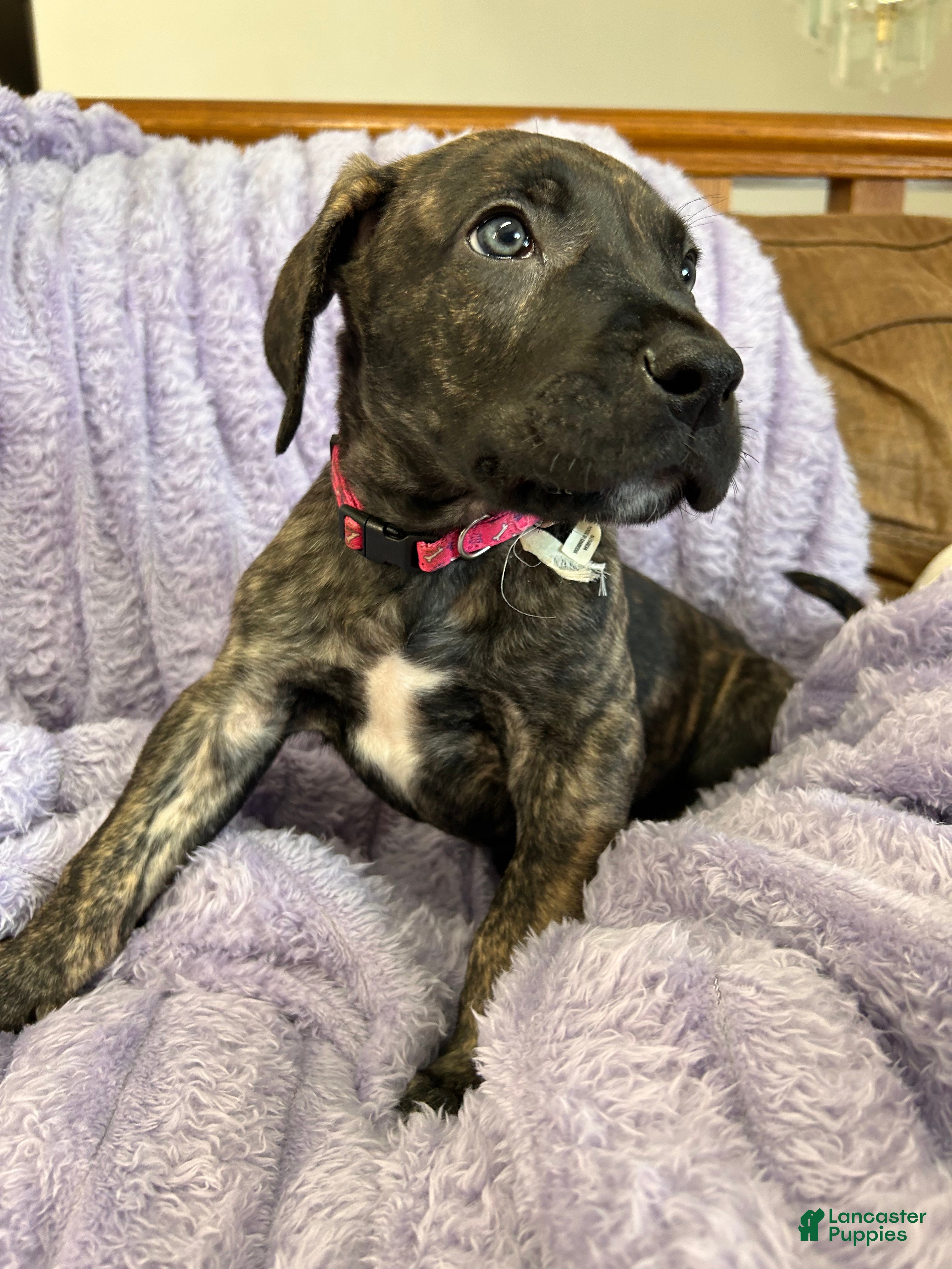 Mixed Breed dogs Mixed Breed Puppy 2 - Ad 32