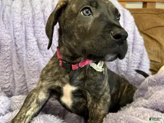 Mixed Breed dogs Mixed Breed Puppy 2 - Ad 32