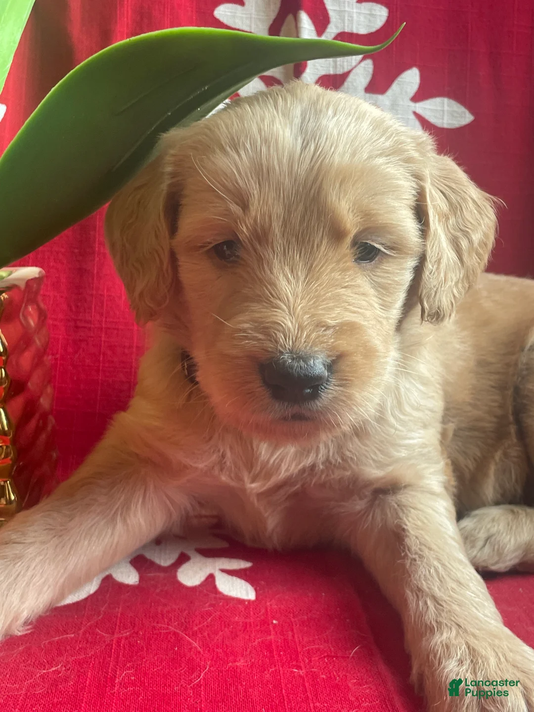 Goldendoodle dogs for sale: Goldendoodle Puppy 1 - Ad 18