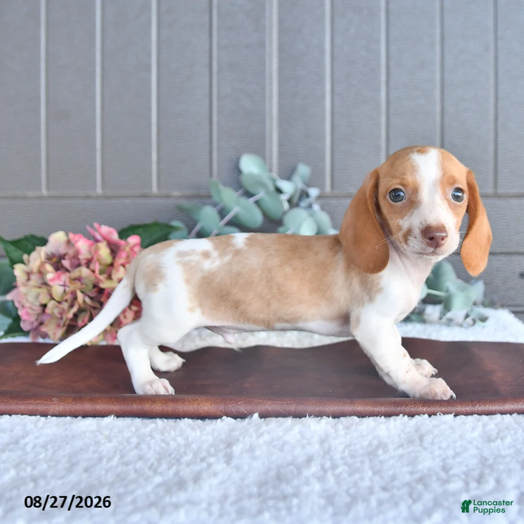 Miniature Dachshund dogs for sale: Comet - Ad 3