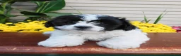 Teddy Bear dogs for sale: Oreo - Ad 4