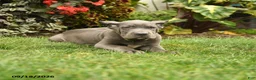 Cane Corso dogs for sale: Lenny  - Ad 5