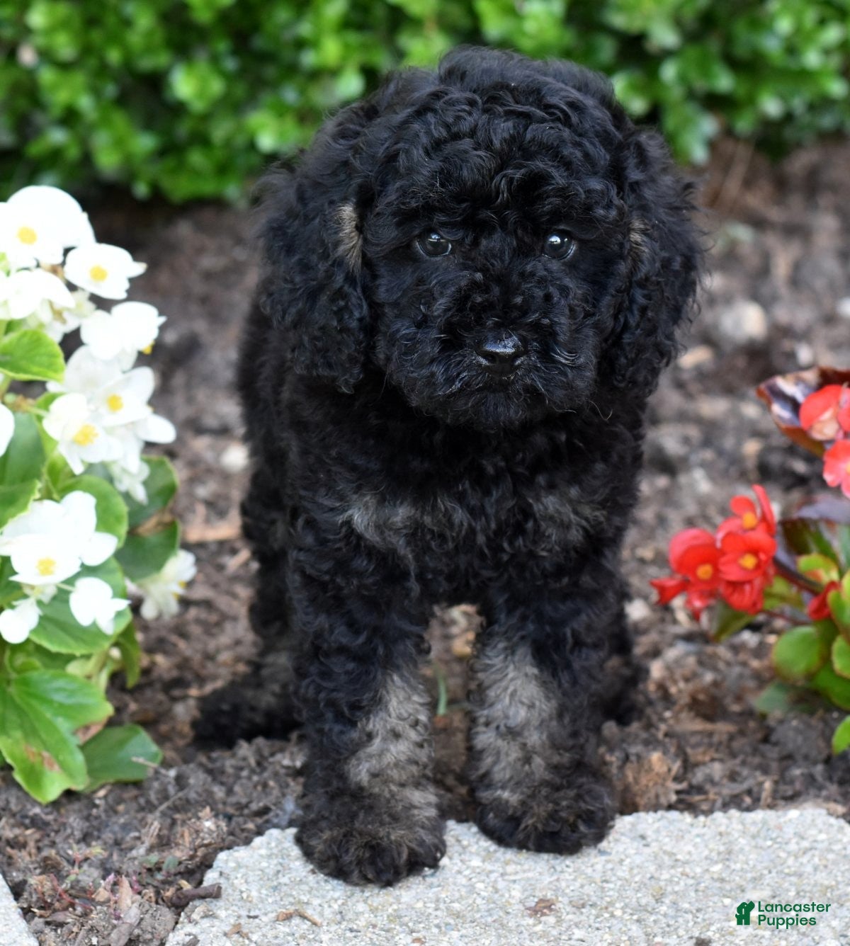 Miniature Poodle dogs for sale: Alex - Ad 7