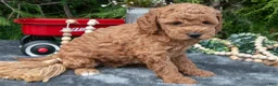 Cavapoo dogs for sale: Shay - Ad 2